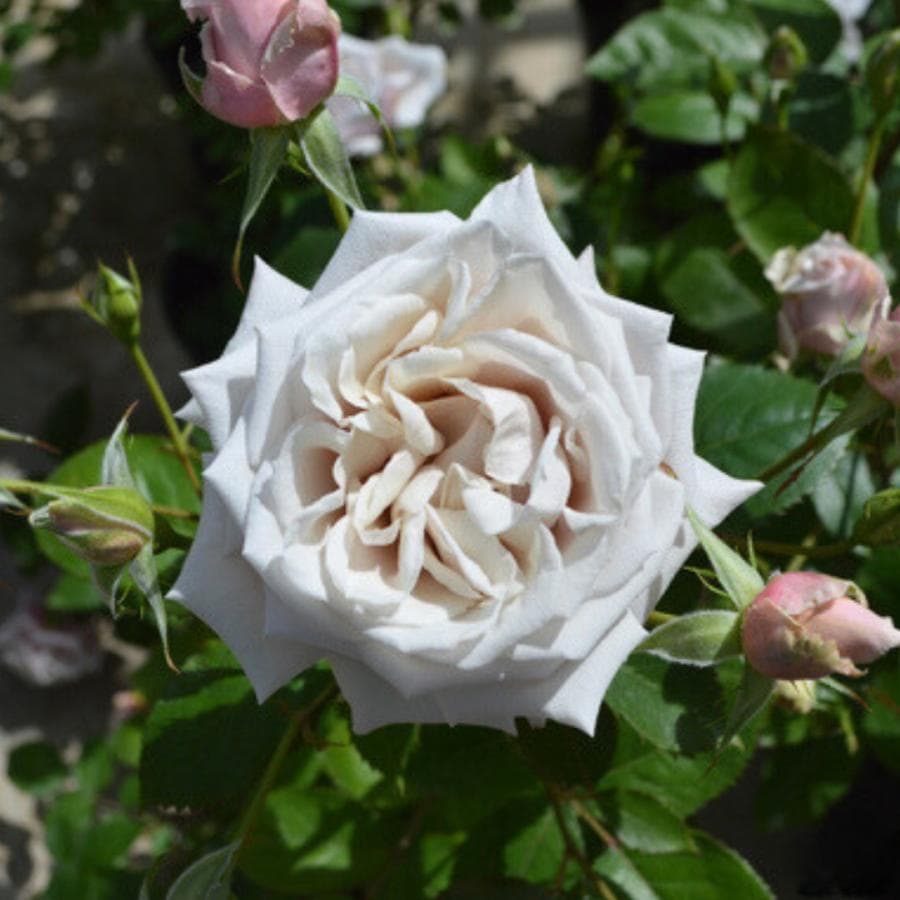 バラ苗 予約大苗 2026 希成 きなり Kinari 国産ノイバラ台木使用