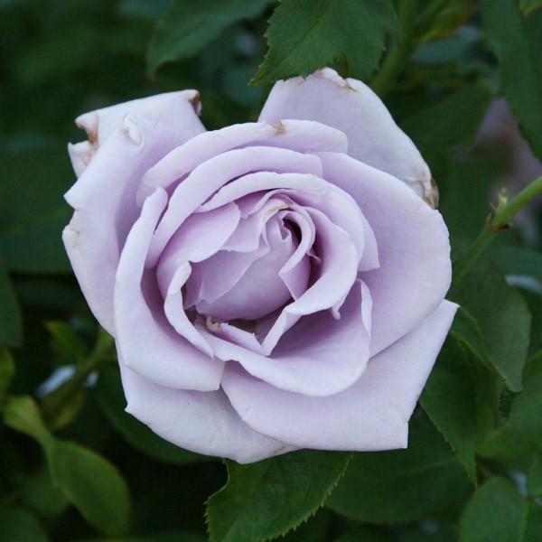 バラ苗 予約新苗 2026 ブルー ピリオド Blue Period 国産ノイバラ台木