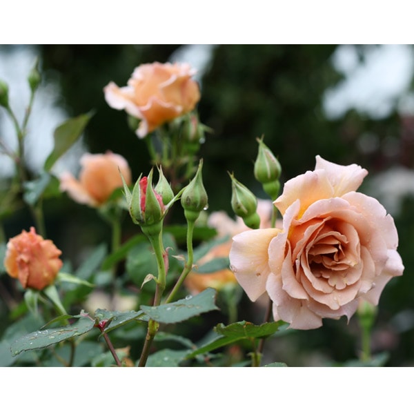 GW特価！15鉢価格！バラ 薔薇 苗 苗木 モダンタイムズ ジュリア ジョロ 