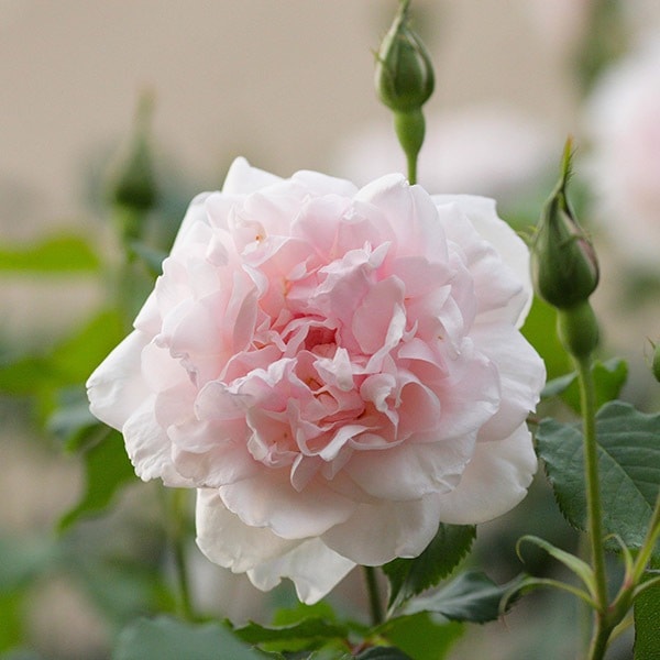 作業療法学シリーズ（バラ売り可！） バラ ニュードーン LCl ラージフラワードクライマー （つるバラ） 苗