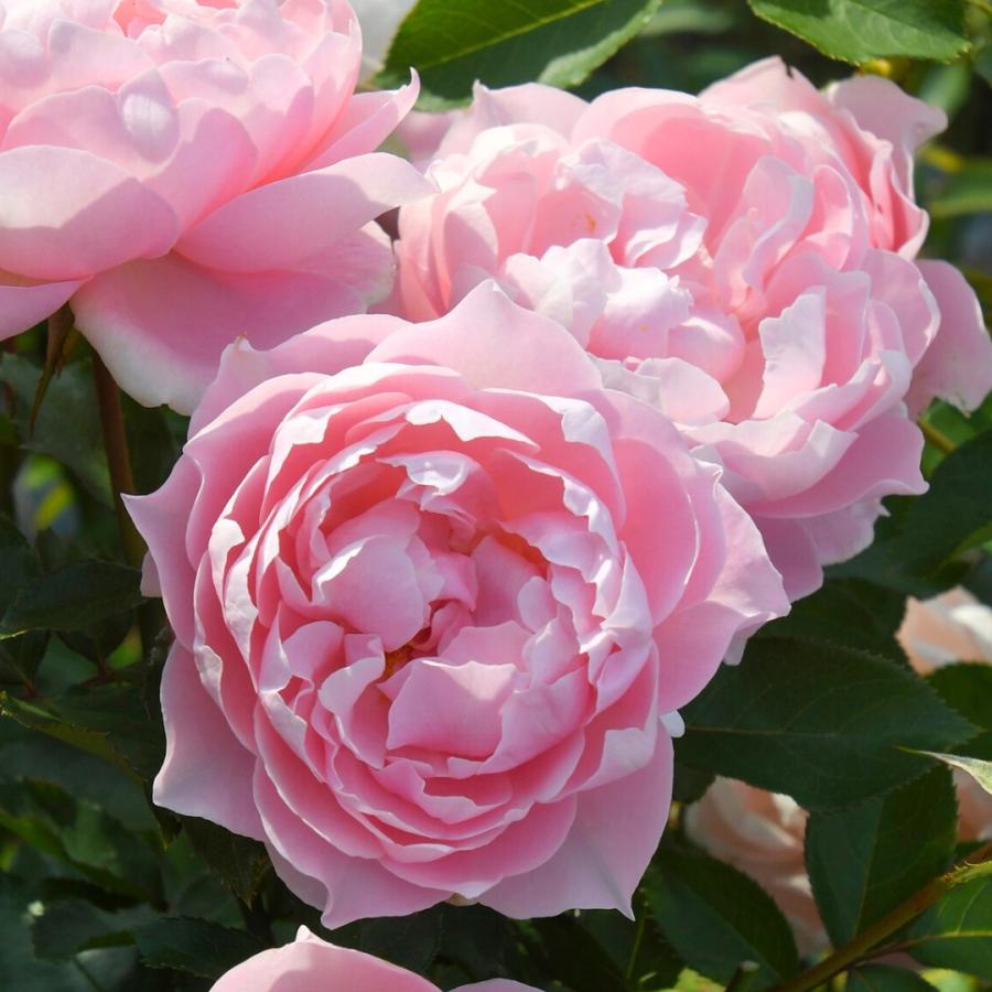 ●専用出品●赤テープ・黄テープ・絞り　バラ苗 ○専用出品○赤テープ・黄テープ・絞り バラ苗 - メルカリ