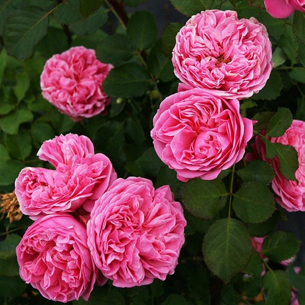 バラ苗 予約新苗 2026 マイ ディア My Dear 国産ノイバラ台木使用