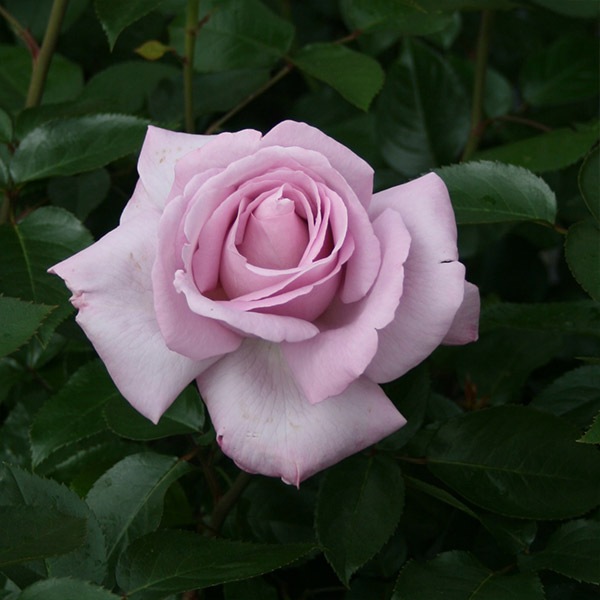 バラ苗 予約大苗 2027 ローズシナクティフ (ローズ シネルジック) Rose