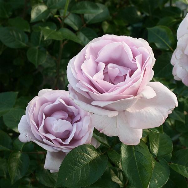 バラ苗 予約大苗 2027 ローズシナクティフ (ローズ シネルジック) Rose