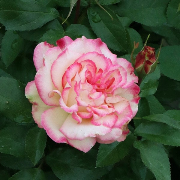 バラ苗 図鑑 ほのか Honoka 国産ノイバラ台木使用 | 系統から探す