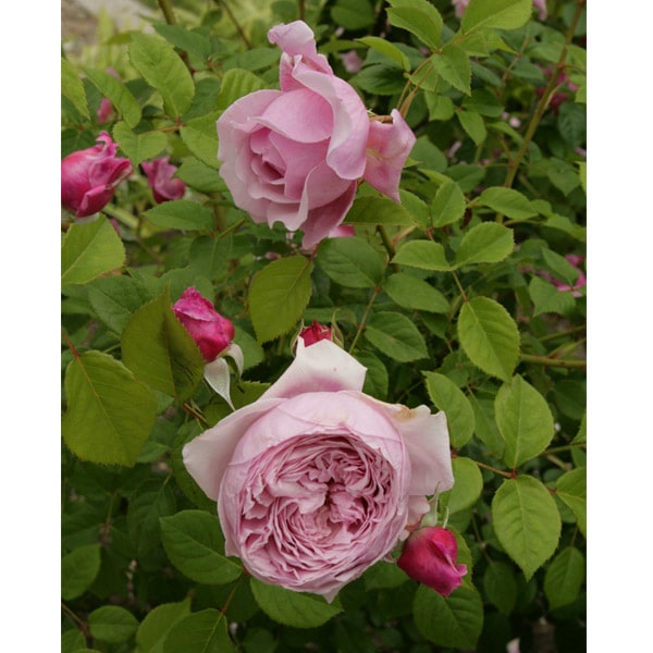 バラ苗 図鑑 スピリット オブ フリーダム Spirit of Freedom 国産