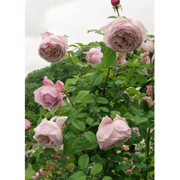 バラ苗 図鑑 スピリット オブ フリーダム Spirit of Freedom 国産