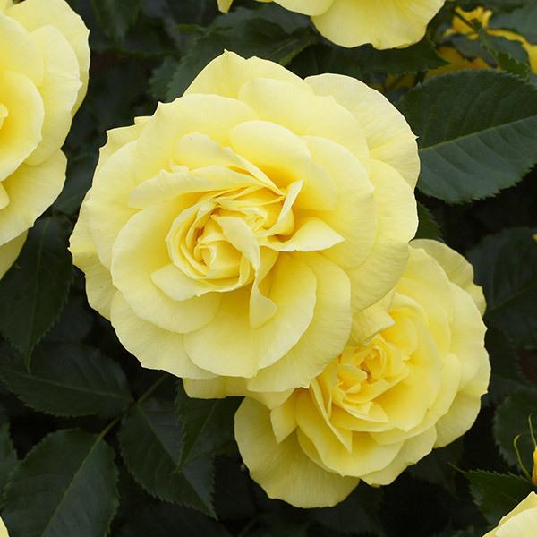 希少なバラの苗を2本! サイズは大きいです。 バラ大苗 希成（きなり） 4.5号ロングポット 京成バラ園芸｜花木04-PA