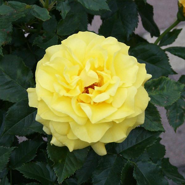 バラ苗 予約スタンダードローズ 2026 フリージア STD 1.2m 国産