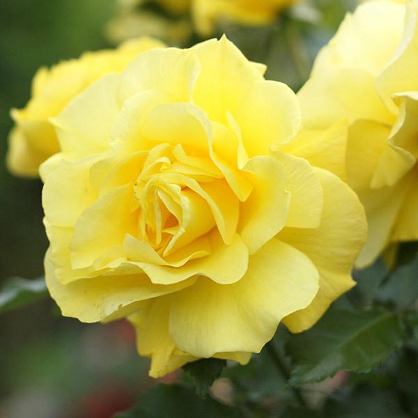 バラ苗 予約スタンダードローズ 2026 フリージア STD 1.2m 国産