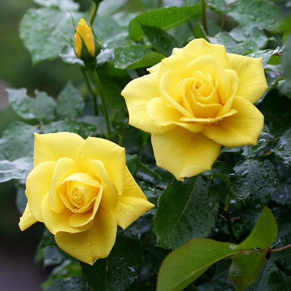 バラ売り対応後にページ更新します バラ苗 予約スタンダードローズ 2026 フリージア STD 1.2m 国産