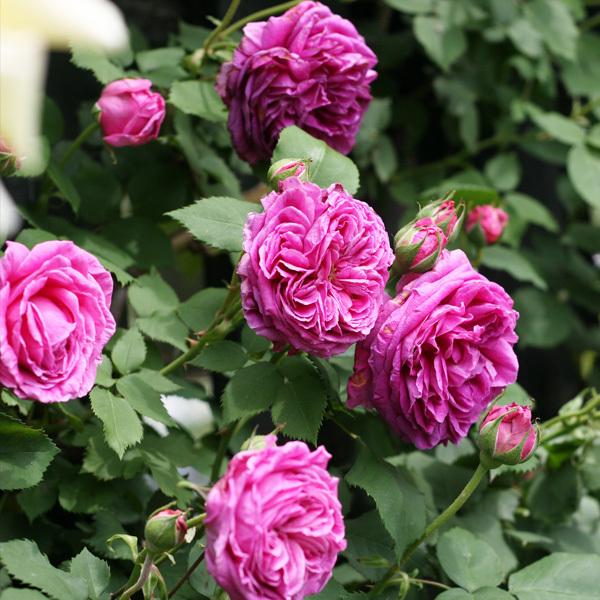 バラ苗 大苗 2026 マダム イザアック ペレール Madame Isaac Pereire