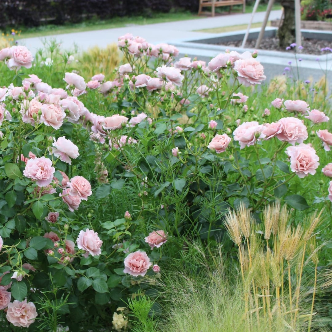 バラ苗 予約新苗 2027 くるみ Kurumi 国産ノイバラ台木使用 | バラ苗を