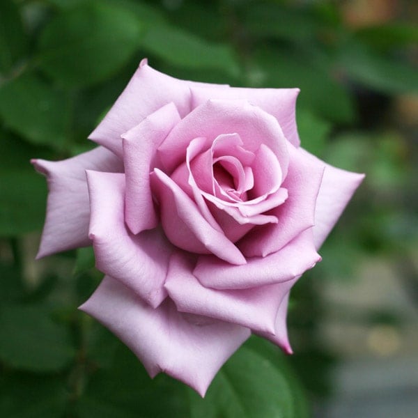 バラ苗 図鑑 マダム ヴィオレ Madame Violet 国産ノイバラ台木使用