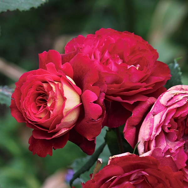 バラ苗 図鑑 ドクトール マサド Docteurs Massad 国産ノイバラ台木使用