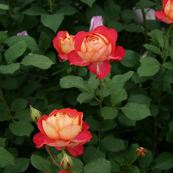 バラ苗 図鑑 ソレイユ ロマンティカ Soleil Romantica 国産ノイバラ台