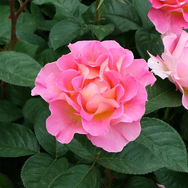 切り花品種バラ苗 レアバラ Pinky Pi♡ Rose - メルカリ