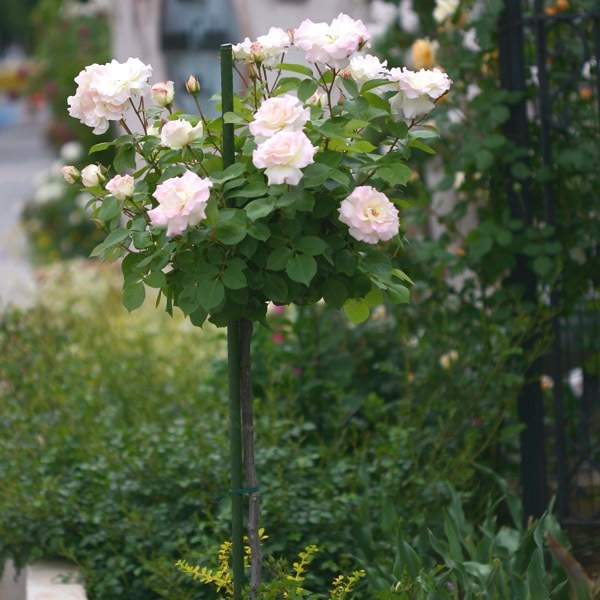 バラ苗 予約スタンダードローズ 2026 マチルダ STD 1.2m 国産