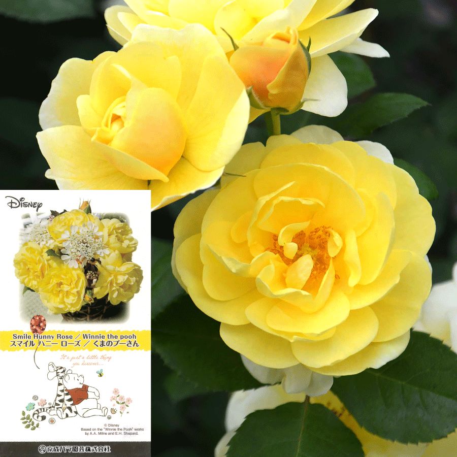 バラ苗 予約大苗 2026 スマイル ハニー ローズ/くまのプーさん Smile バラ苗 予約大苗 2026 スマイル ハニー ローズ/くまのプーさん Smile