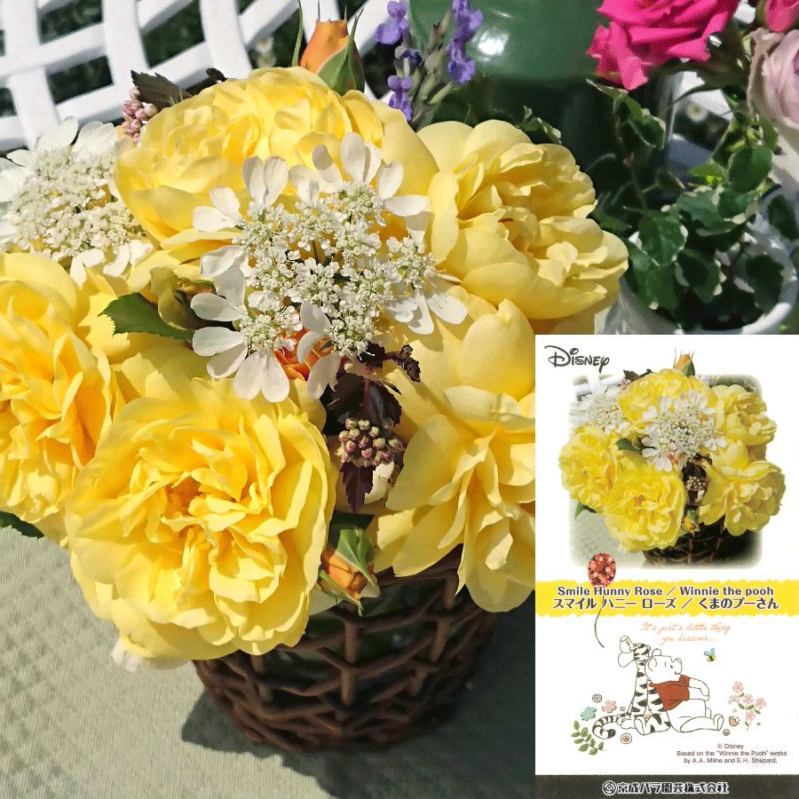 バラ苗 予約大苗 2026 スマイル ハニー ローズ/くまのプーさん Smile