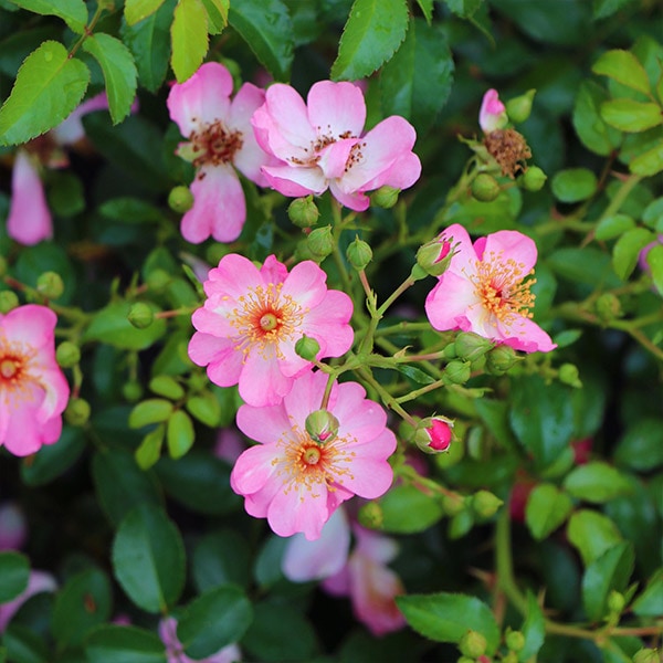 バラ苗 予約新苗 2026 リムセ 国産ノイバラ台木使用 | 系統から探す