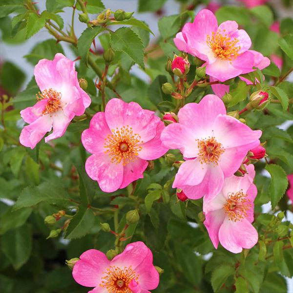 meiji 未開封品　バラ売り販売 バラ苗 予約大苗 2026 紫式部 Murasaki Shikibu 四季咲き 国産ノイバラ