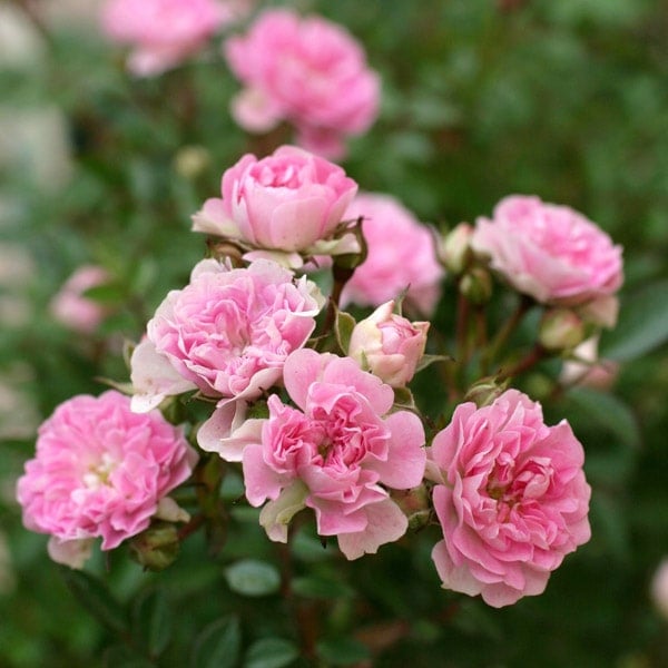 バラ苗 予約新苗 2026 夢乙女 ゆめおとめ Yumeotome 国産ノイバラ台木