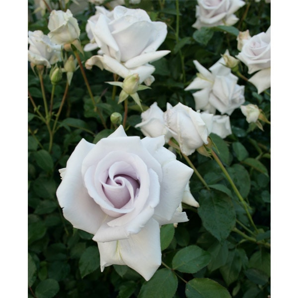 バラ苗 図鑑 マダム 高木 Madame Takagi 国産ノイバラ台木使用 | 系統