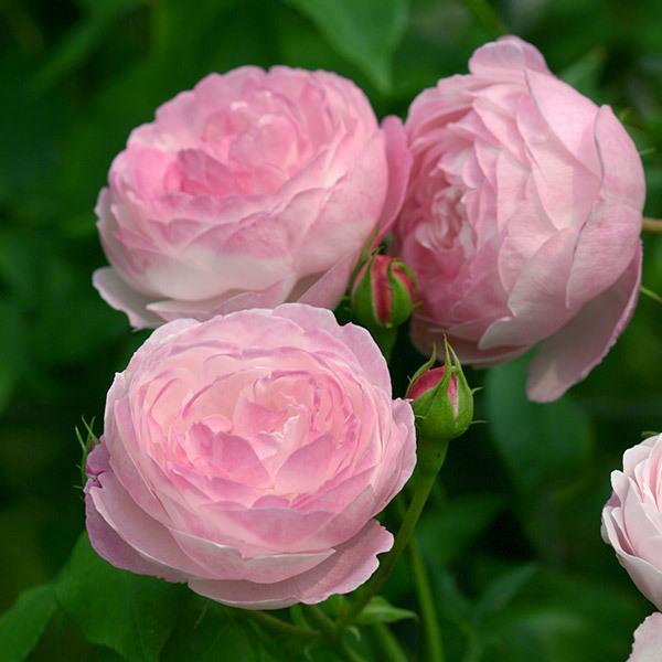 バラ苗 予約大苗 2026 マダム ピエール オジェ 国産ノイバラ台木使用