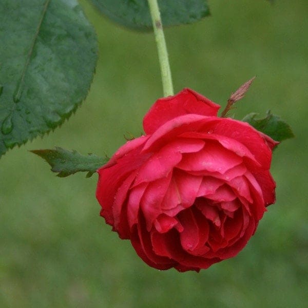 バラ苗 予約大苗 2026 チェリー ボニカ Cherry Bonica 国産ノイバラ台