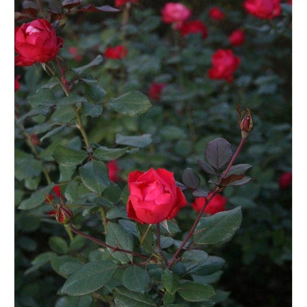 コメント下さい✦バラ苗✦ꕥ。.予約のみꕤ‿ꕤ.。 バラ苗 予約大苗 2026 チェリー ボニカ Cherry Bonica 国産ノイバラ台