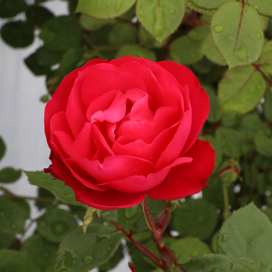 バラ苗 予約大苗 2026 チェリー ボニカ Cherry Bonica 国産ノイバラ台