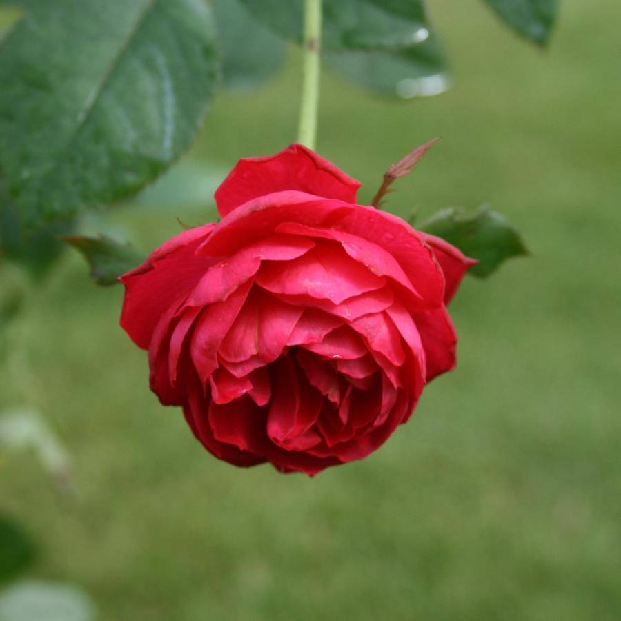 バラ苗 予約大苗 2026 チェリー ボニカ Cherry Bonica 国産ノイバラ台