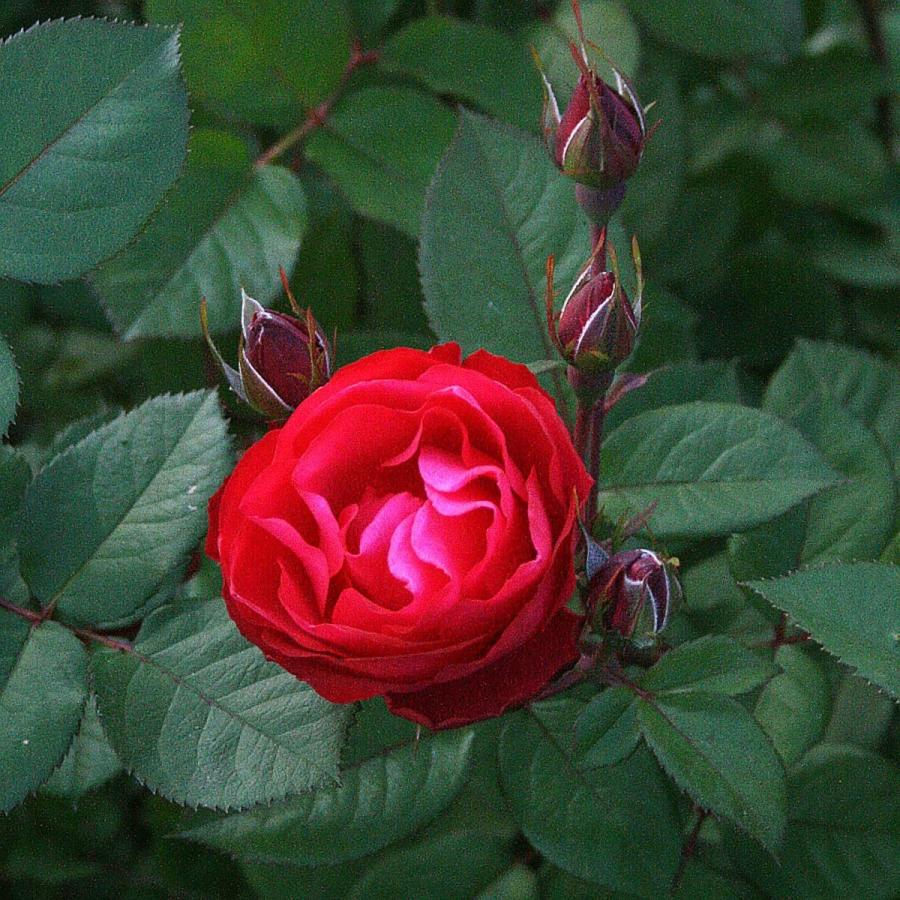 バラ苗 予約大苗 2026 チェリー ボニカ Cherry Bonica 国産ノイバラ台