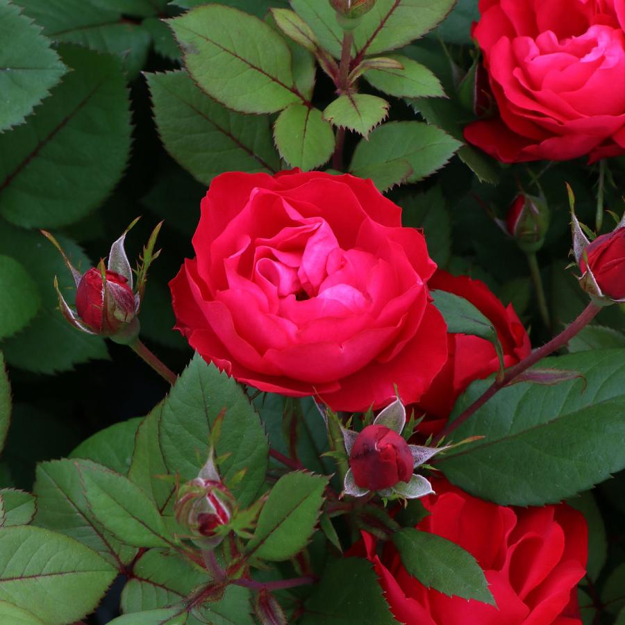 バラ苗 予約大苗 2026 チェリー ボニカ Cherry Bonica 国産ノイバラ台