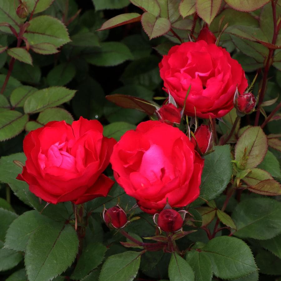 バラ苗 大苗 2026 チェリー ボニカ Cherry Bonica 国産ノイバラ台木