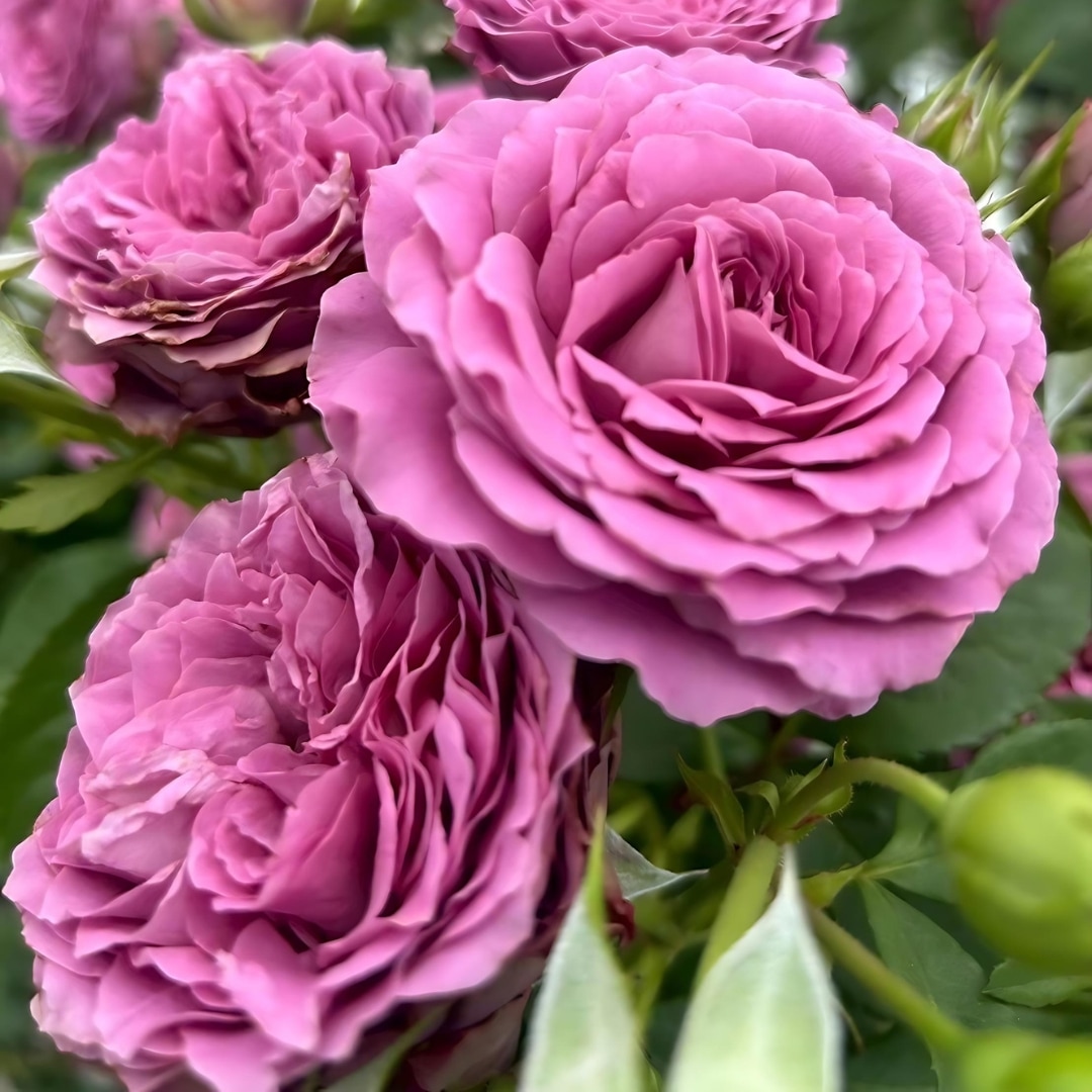 N*l様 1苗のみ　和バラ　挿し木苗　バラ苗 和バラ苗 美咲/misaki 挿し木苗 ポットごとネコポス発送｜Yahoo