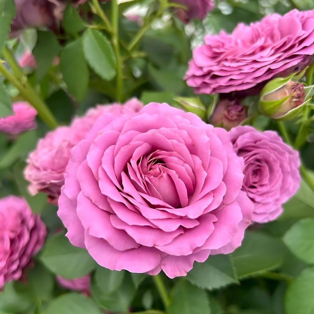 バラ苗 予約新苗 2026 ルナリィ Lunaly 国産ノイバラ台木使用