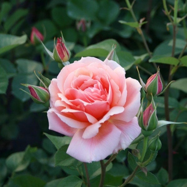 バラ苗 予約新苗 2026 アプリコット キャンディ Apricot Candy 国産