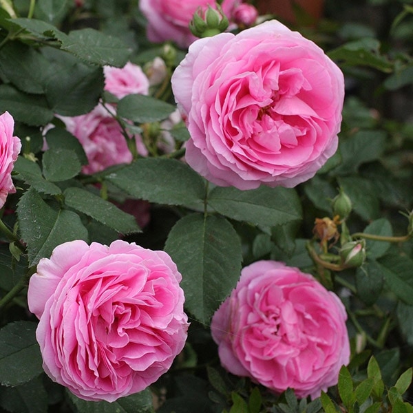 バラ苗 予約大苗 2026 ルイーズ オディエ Louise Odier 国産ノイバラ台