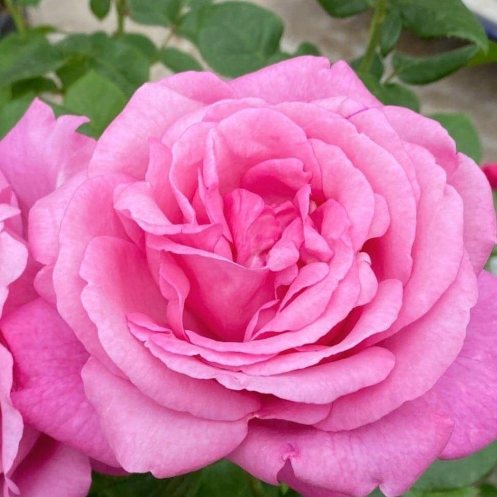 【レア@1380】メリディアン(大苗) バラ苗【中苗】アンバーメイアンディナ 国産苗 6号鉢植え品［農林水産