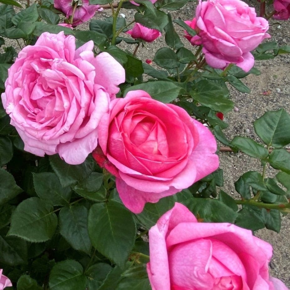 バラ苗 予約大苗 2026 ディジリー Desiree | 予約大苗 2026 | コマツ