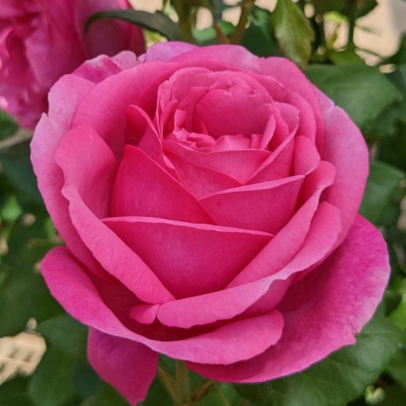 バラ苗 予約大苗 2026 ディジリー Desiree | 予約大苗 2026 | コマツ