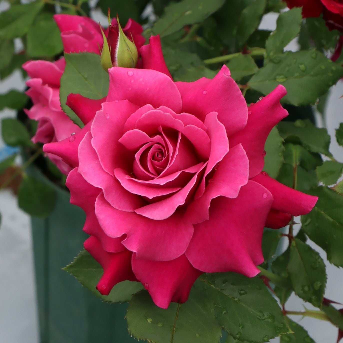 バラ苗 予約新苗 2026 レディソウル 国産ノイバラ台木使用 | 予約新苗