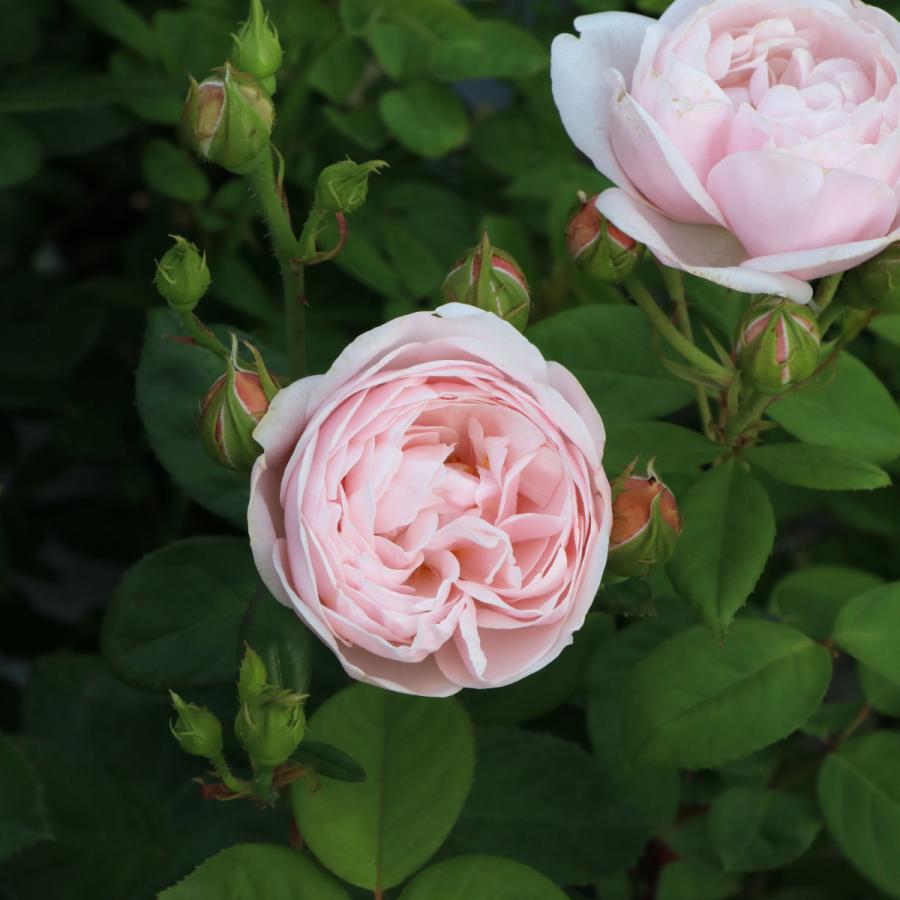 【引き取り限定】バラ3鉢 楽天市場】【母の日 2023/5/8～13お届け】 バラ苗 幸せを呼ぶ