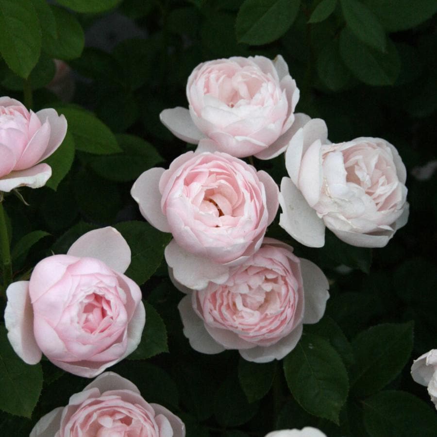 Para…..Beach バラ苗 Para…..Beach バラ苗 楽天市場】バラ苗【中苗】ハニーブーケ