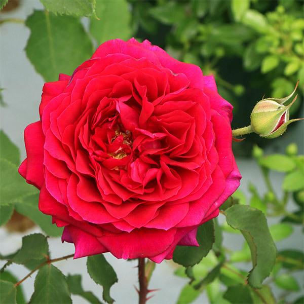 バラ苗 スタンダードローズ 2026 アンクレット STD 1.2m 国産ノイバラ