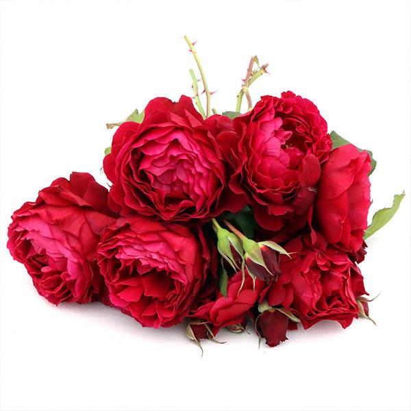 バラ苗 スタンダードローズ 2026 アンクレット STD 1.2m 国産ノイバラ