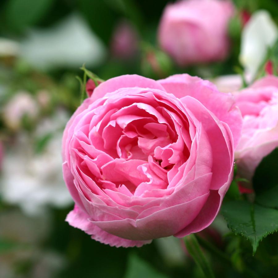 バラ苗 大苗 2026 レーン ヴィクトリア Reine Victoria 国産ノイバラ台