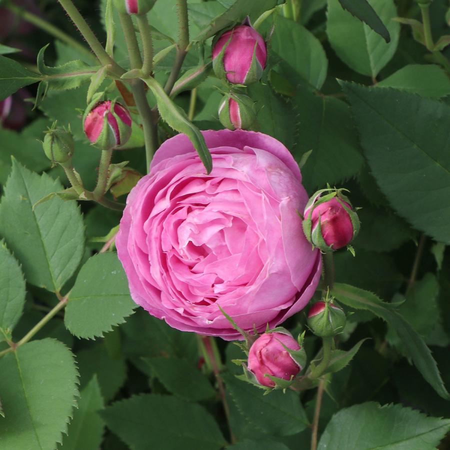 バラ苗 予約大苗 2026 レーン ヴィクトリア Reine Victoria 国産